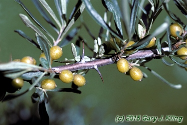 Hippophae rhamnoides