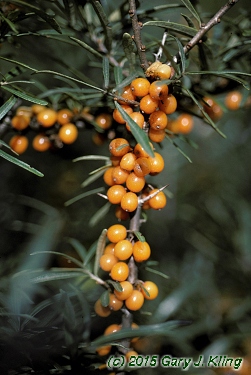 Hippophae rhamnoides