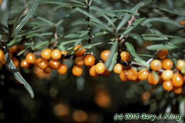 Hippophae rhamnoides