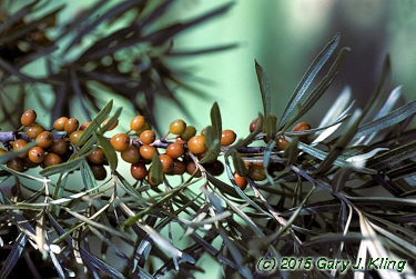 Hippophae rhamnoides