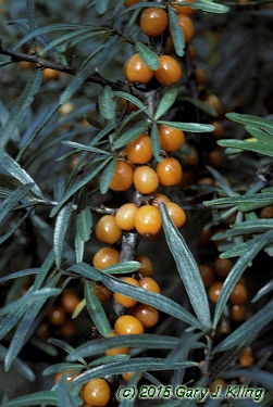 Hippophae rhamnoides