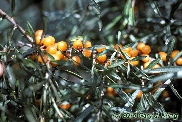 Hippophae rhamnoides