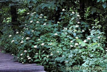 Hydrangea arborescens