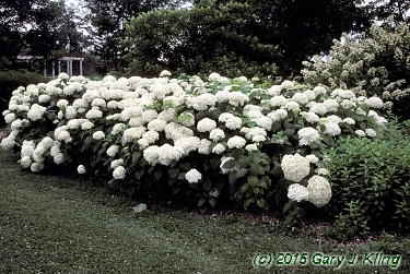 Hydrangea arborescens 'Annabelle'