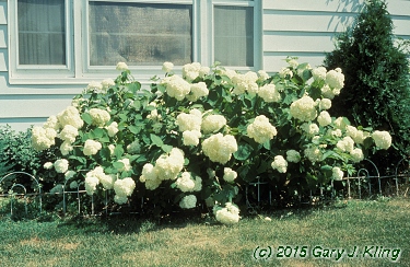 Hydrangea arborescens 'Annabelle'