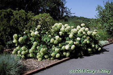 Hydrangea arborescens 'Annabelle'