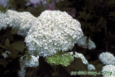 Hydrangea arborescens 'Annabelle'
