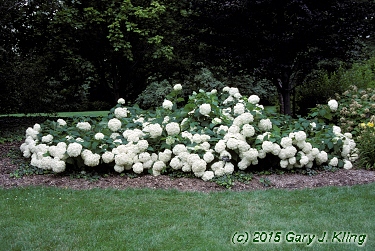 Hydrangea arborescens 'Annabelle'