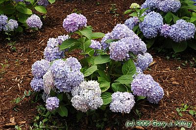 Hydrangea macrophylla 'Bailmer' [PPAF] (Endless Summer [R])