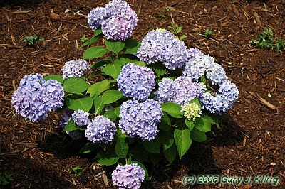 Hydrangea macrophylla 'Bailmer' [PPAF] (Endless Summer [R])