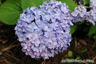 Hydrangea macrophylla 'Bailmer' [PPAF] (Endless Summer [R])