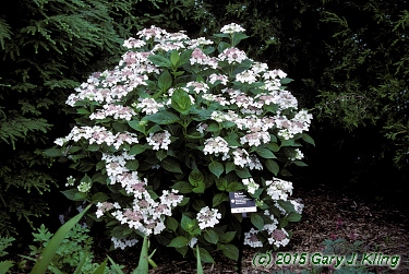Hydrangea macrophylla 'Lanarth White'