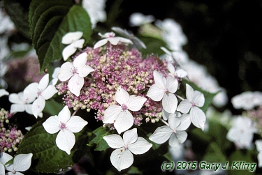 Hydrangea macrophylla 'Lanarth White'