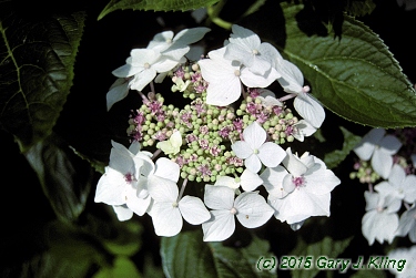 Hydrangea macrophylla 'Lanarth White'