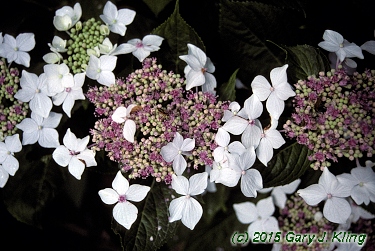 Hydrangea macrophylla 'Lanarth White'