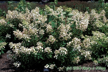 Hydrangea paniculata 'Floribunda'