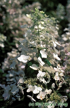 Hydrangea paniculata 'Floribunda'