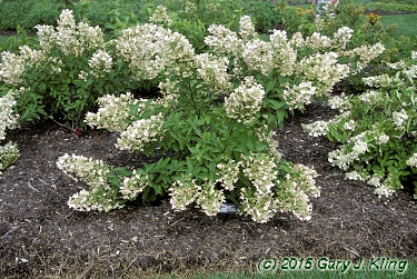Hydrangea paniculata 'Floribunda'