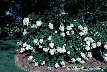 Hydrangea paniculata 'Grandiflora'