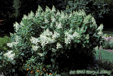 Hydrangea paniculata 'Tardiva'