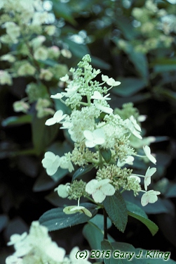 Hydrangea paniculata 'Tardiva'
