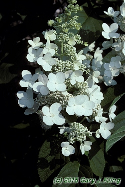 Hydrangea paniculata 'Tardiva'