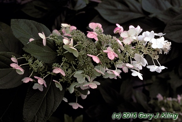 Hydrangea paniculata 'Tardiva'