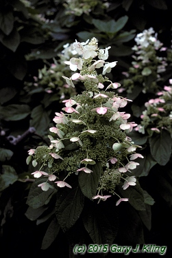 Hydrangea paniculata 'Tardiva'