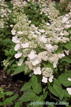 Hydrangea paniculata 'Tardiva'