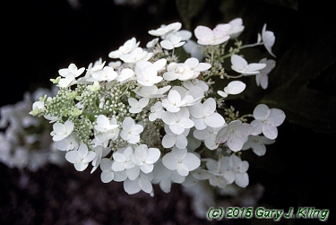 Hydrangea paniculata 'Unique'