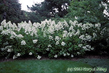 Hydrangea paniculata 'Unique'