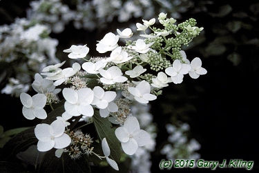 Hydrangea paniculata 'Unique'