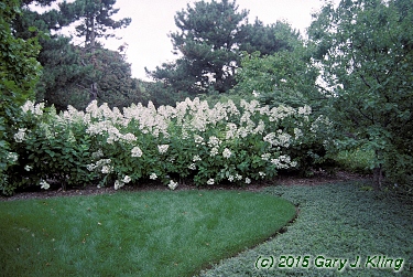 Hydrangea paniculata 'Unique'