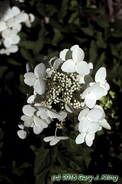Hydrangea paniculata 'Unique'