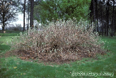 Hydrangea quercifolia