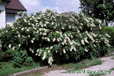 Hydrangea quercifolia