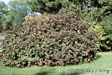 Hydrangea quercifolia