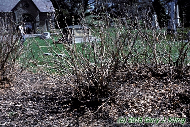 Hydrangea quercifolia