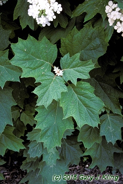 Hydrangea quercifolia