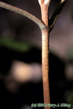Hydrangea quercifolia