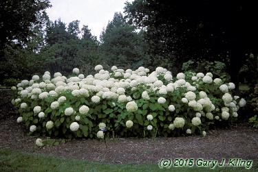 Hydrangea arborescens 'Grandiflora'