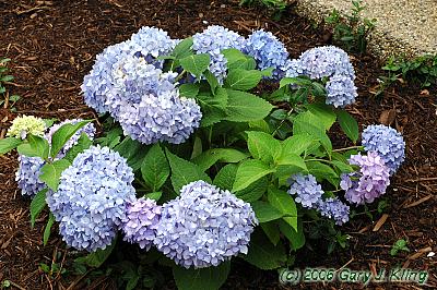 Hydrangea macrophylla 'Bailmer' [PPAF] (Endless Summer [R])