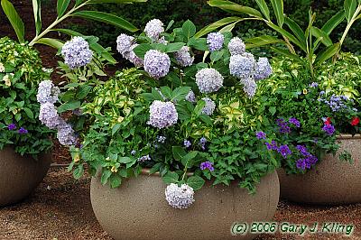 Hydrangea macrophylla 'Bailmer' [PPAF] (Endless Summer [R])