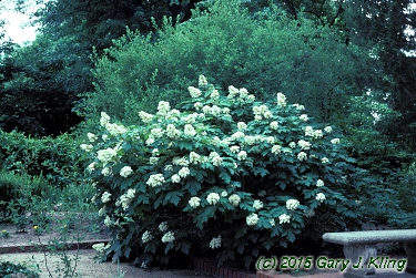 Hydrangea quercifolia