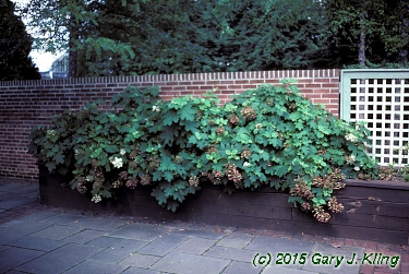 Hydrangea quercifolia