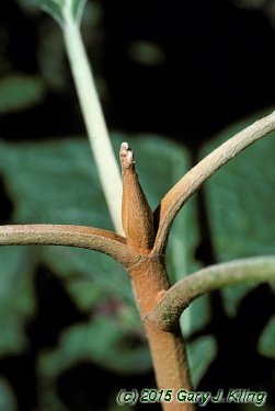 Hydrangea quercifolia