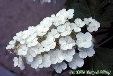 Hydrangea quercifolia