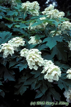 Hydrangea quercifolia