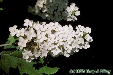 Hydrangea quercifolia