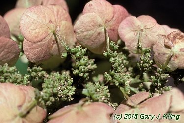 Hydrangea quercifolia